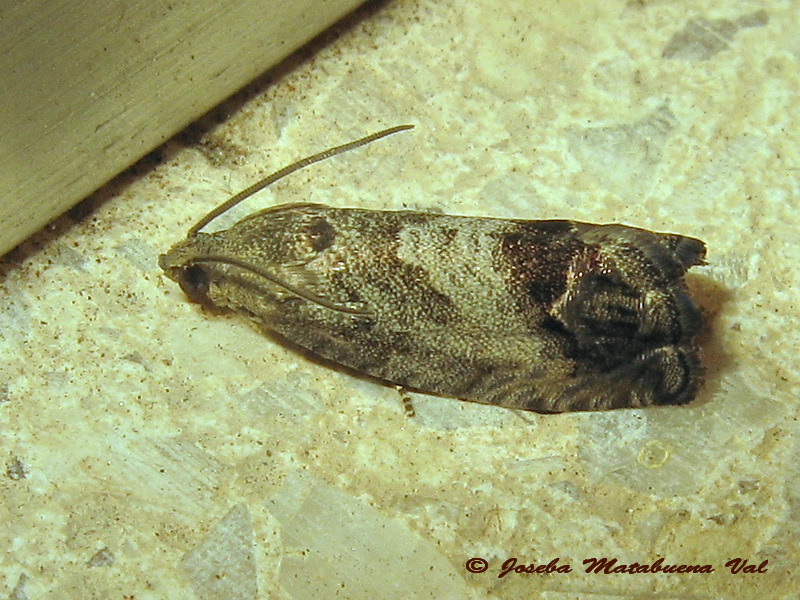 Tortricidae da ID - Cydia splendana e Cydia fagiglandana